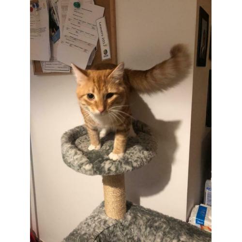 LOVELY GINGER KITTEN