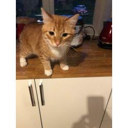 LOVELY GINGER KITTEN