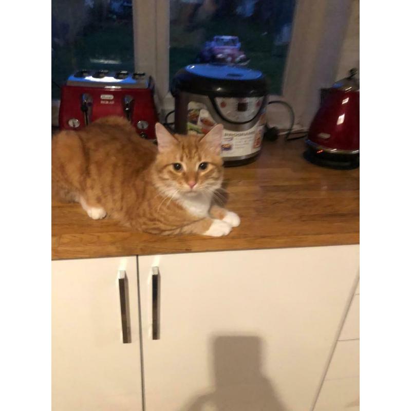 LOVELY GINGER KITTEN