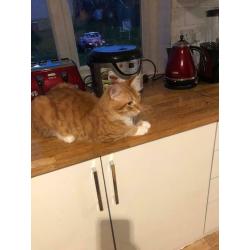 LOVELY GINGER KITTEN
