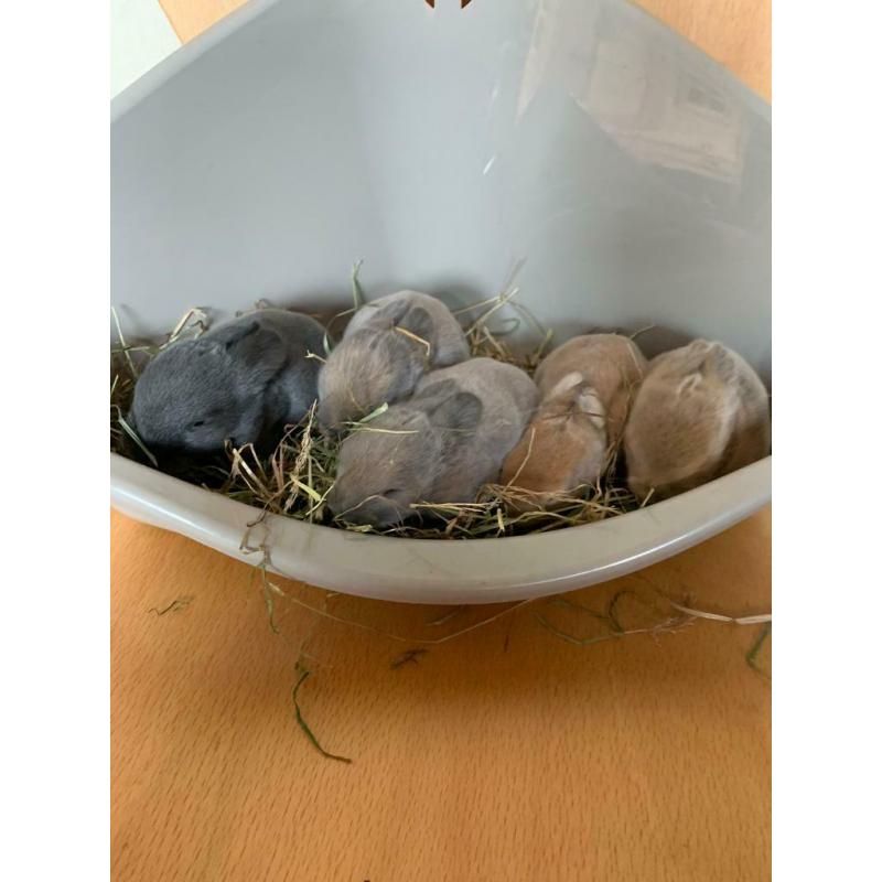 4 baby rabbits left