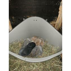 4 baby rabbits left