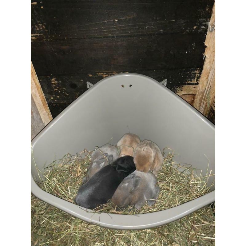 4 baby rabbits left