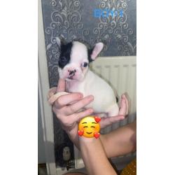 French Bulldog
