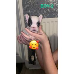 French Bulldog