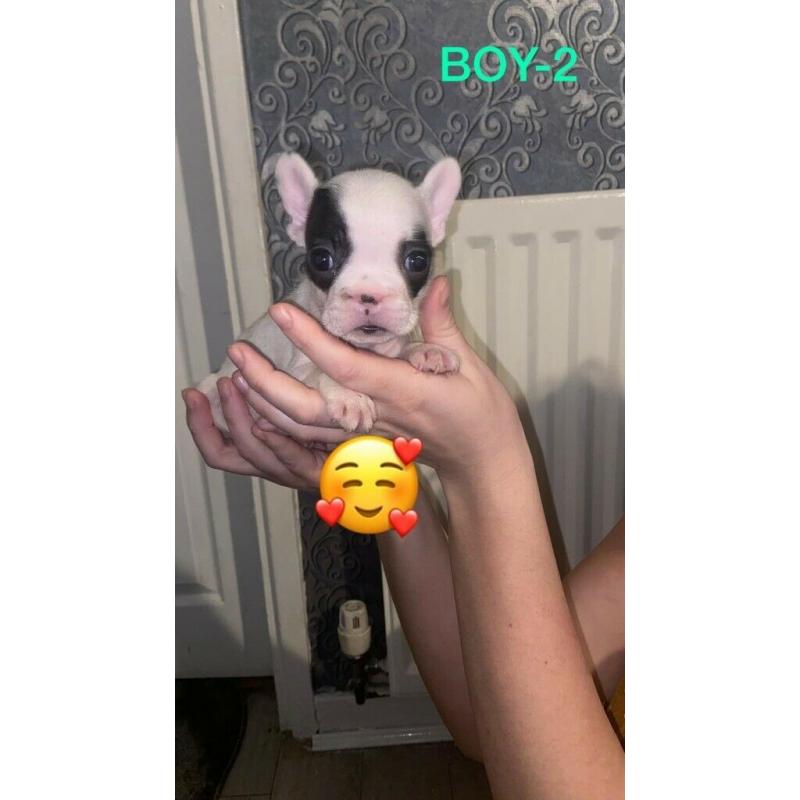 French Bulldog