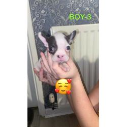 French Bulldog