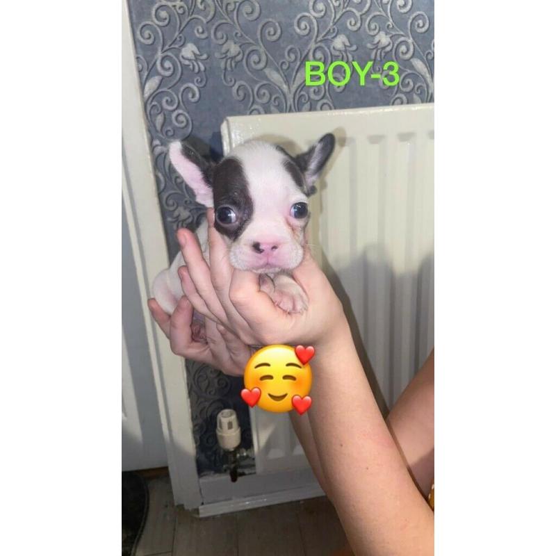 French Bulldog