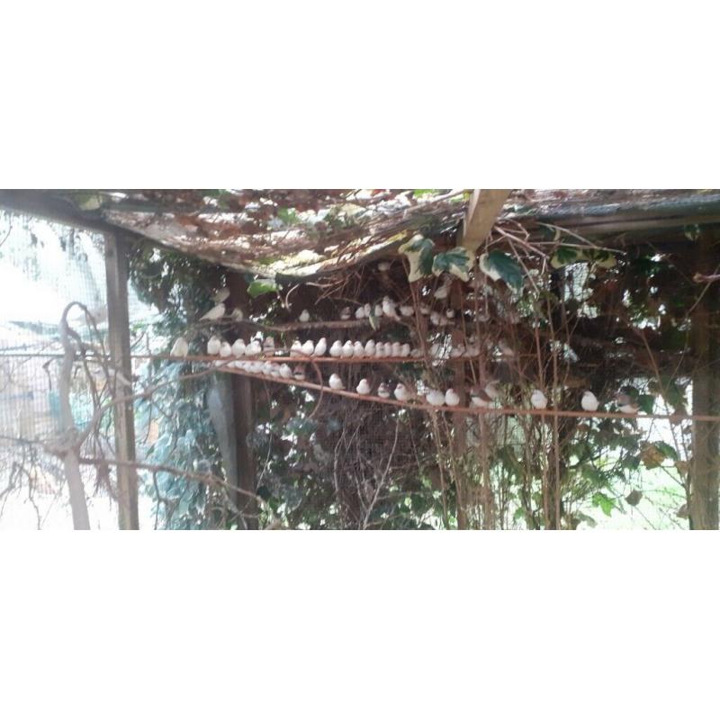 Zebra Finches