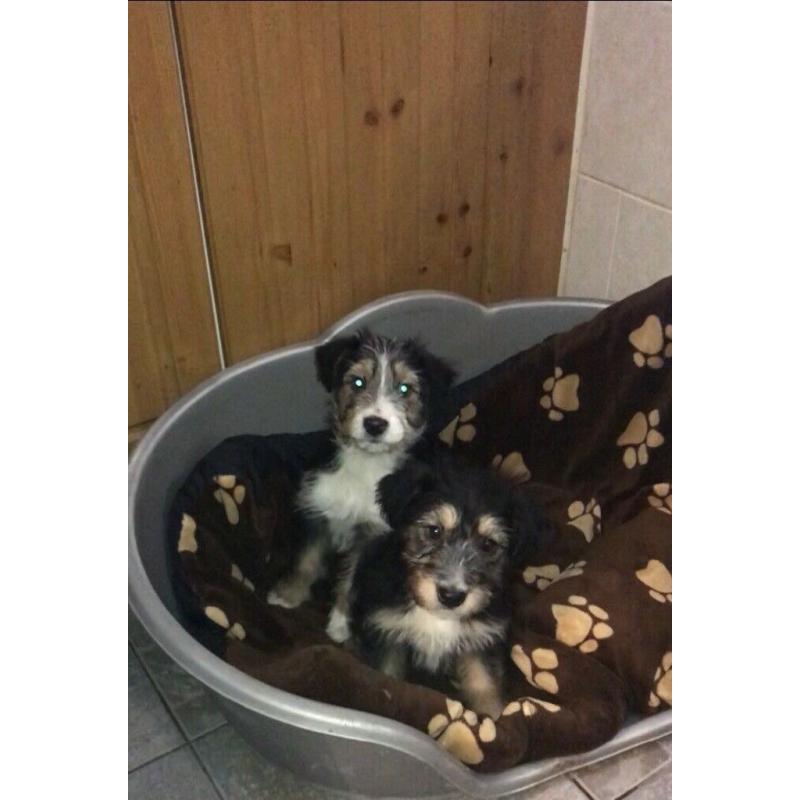 Maltese cross Yorkie puppys