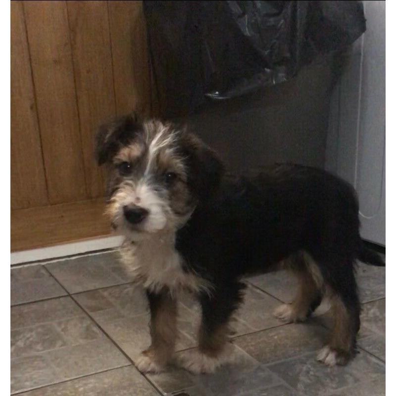 Maltese cross Yorkie puppys