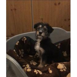 Maltese cross Yorkie puppys