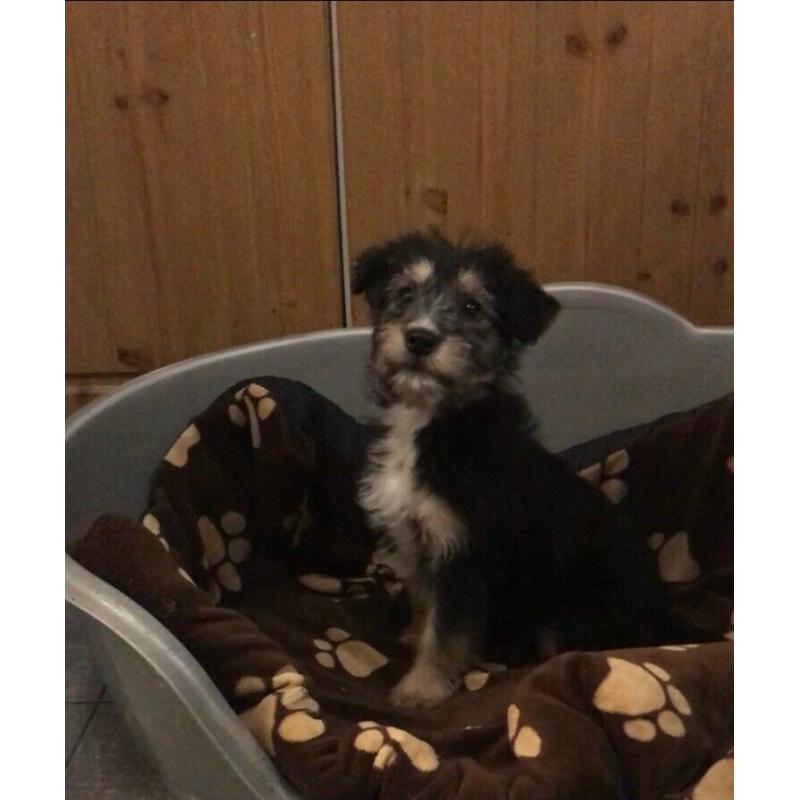 Maltese cross Yorkie puppys