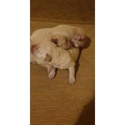 Labrador puppies