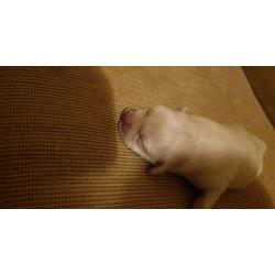Labrador puppies