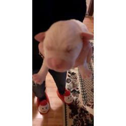 Labrador puppies