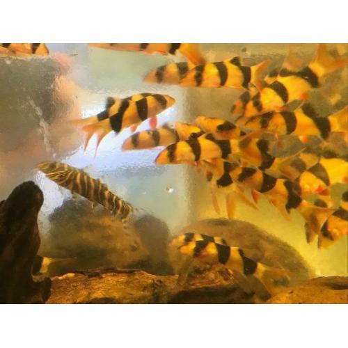 Clown loach peaceful community tropical fish