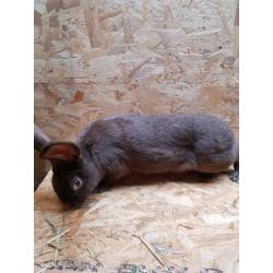 Giant Papillon rabbits