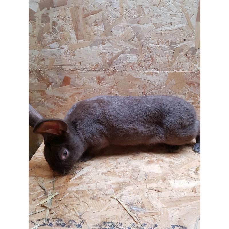 Giant Papillon rabbits