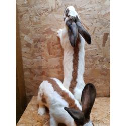 Giant Papillon rabbits