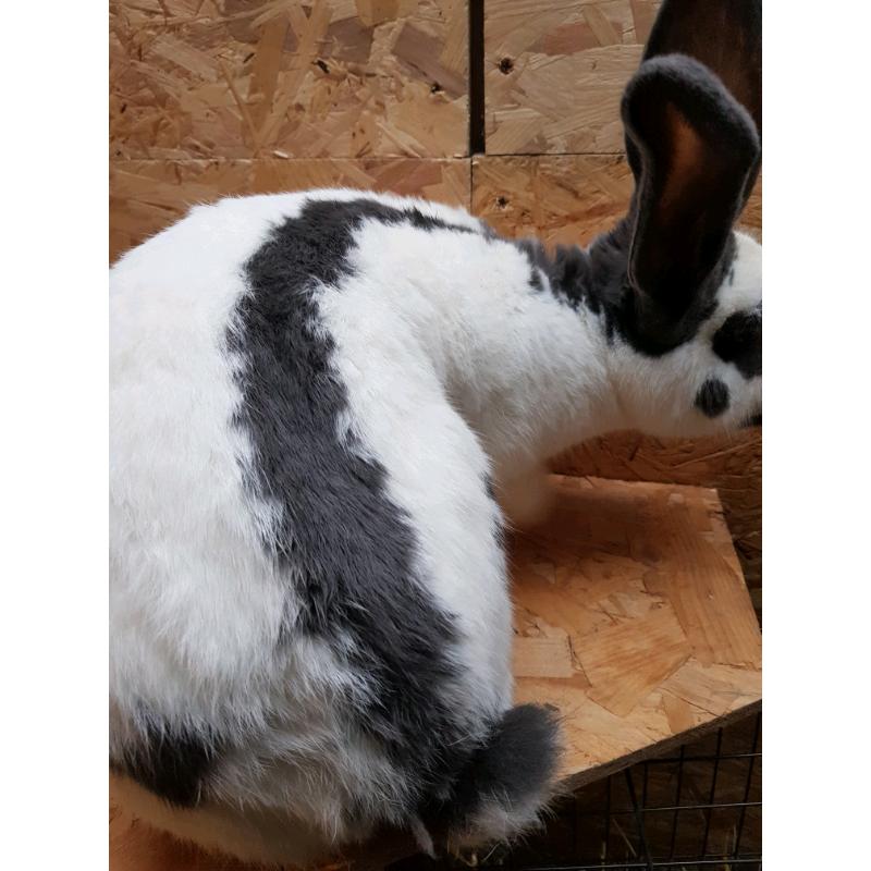 Giant Papillon rabbits