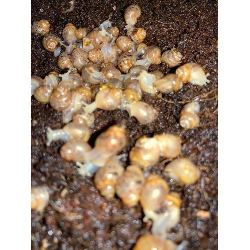Baby African snails