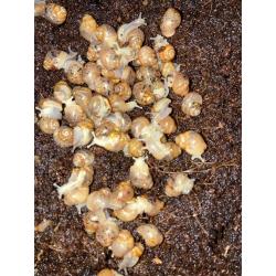Baby African snails