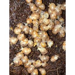 Baby African snails