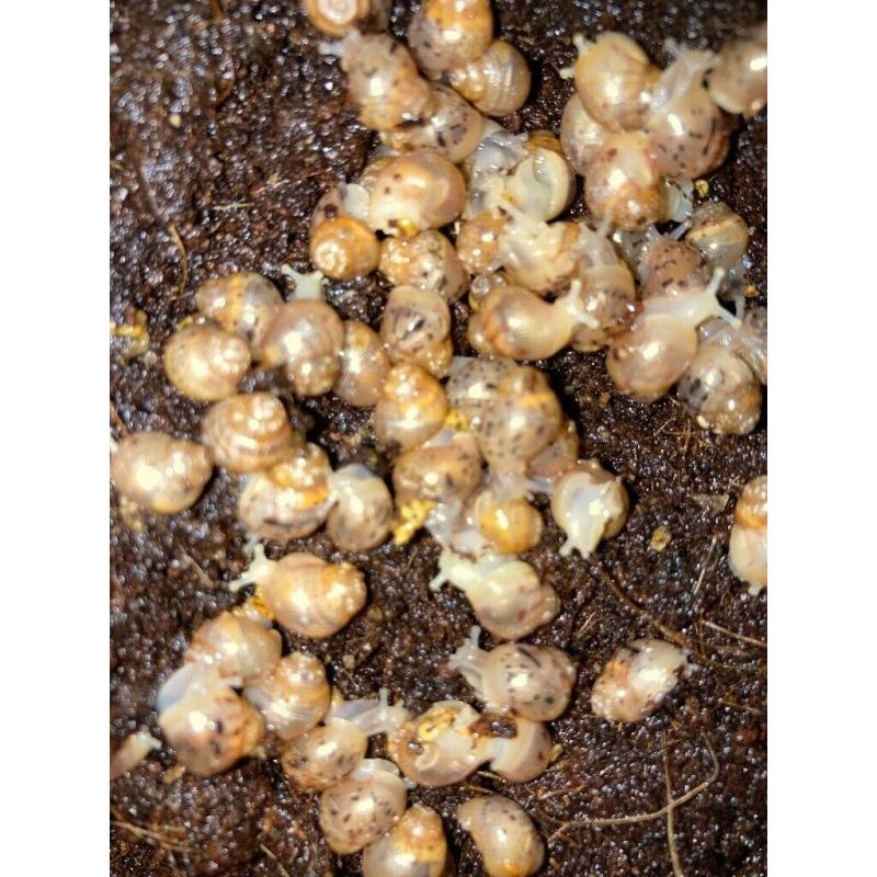 Baby African snails
