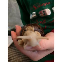 Baby African snails