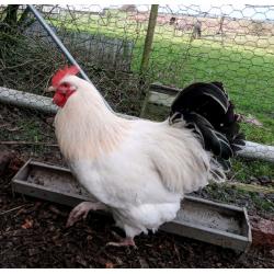 Light Sussex Quartet Chickens (LF)