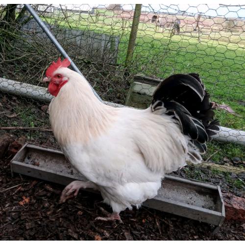 Light Sussex Quartet Chickens (LF)