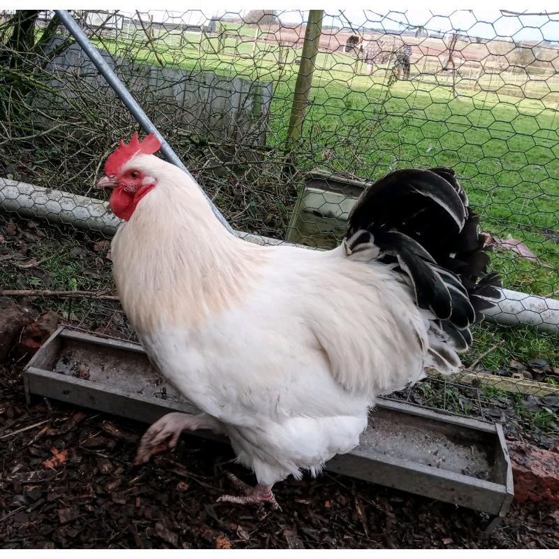 Light Sussex Quartet Chickens (LF)