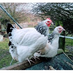 Light Sussex Quartet Chickens (LF)