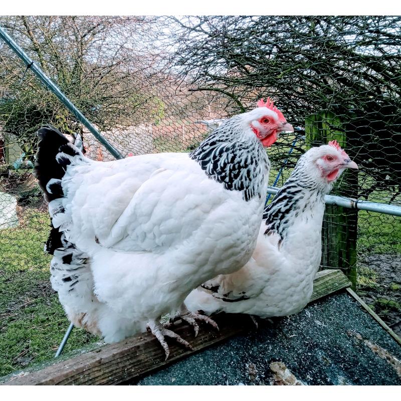 Light Sussex Quartet Chickens (LF)