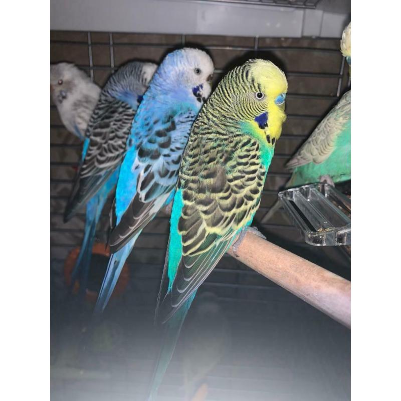 Budgies for sale
