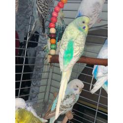 Budgies for sale