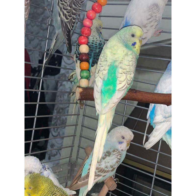 Budgies for sale