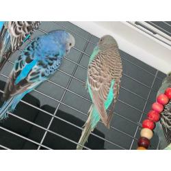 Budgies for sale