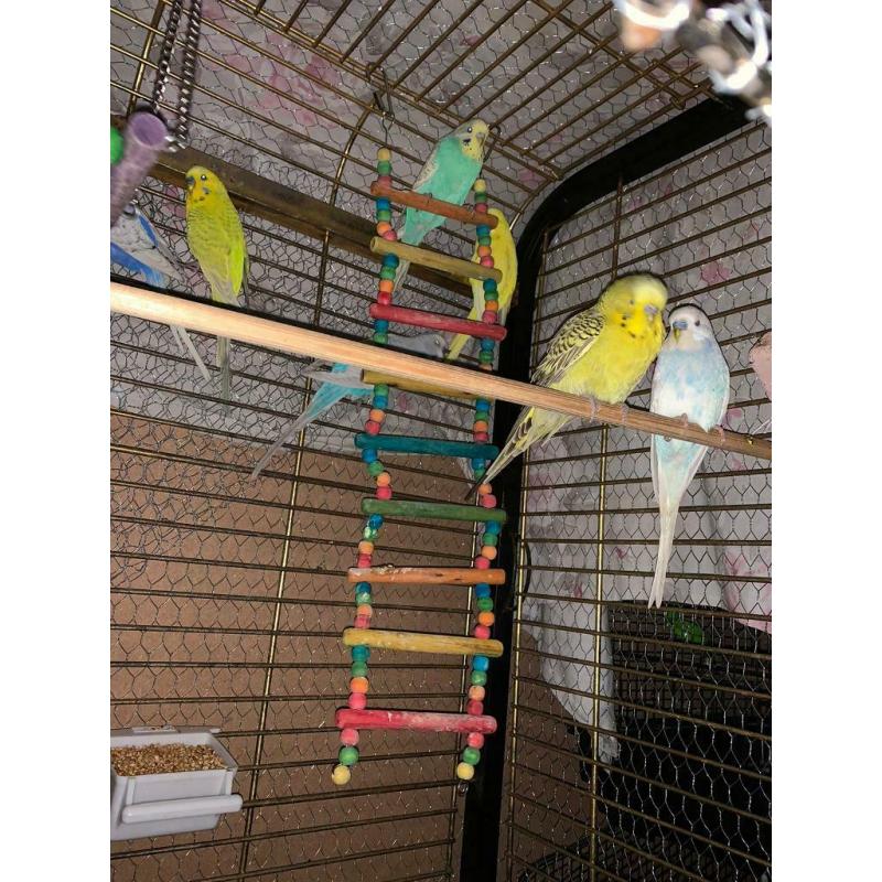 Budgies for sale