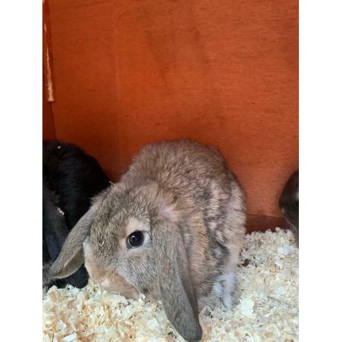Mini Lops