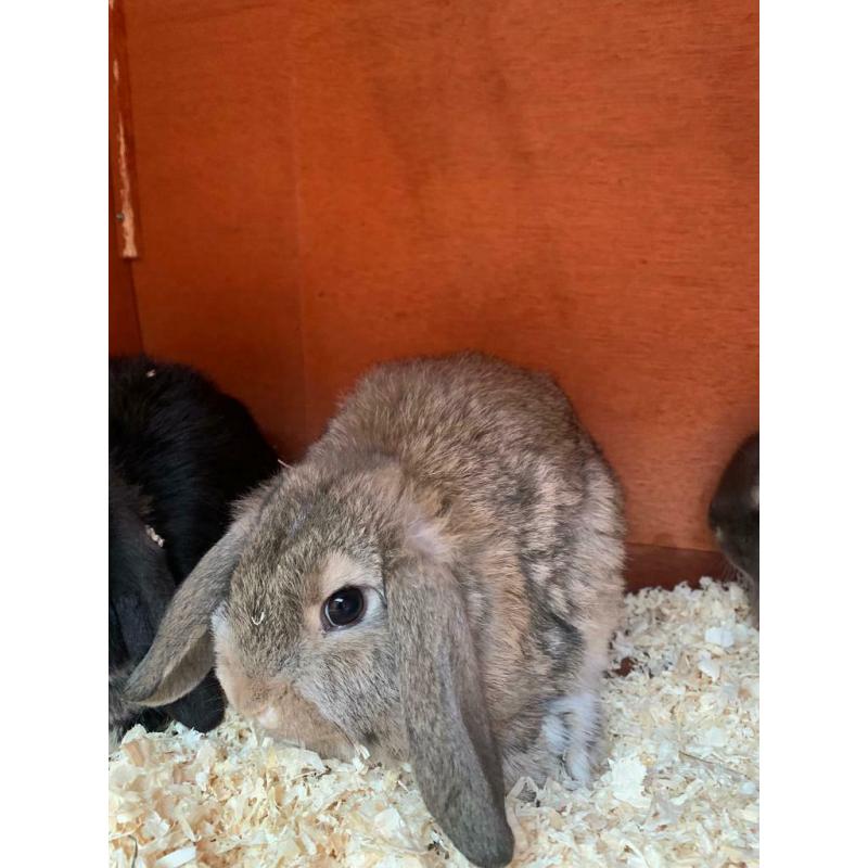 Mini Lops