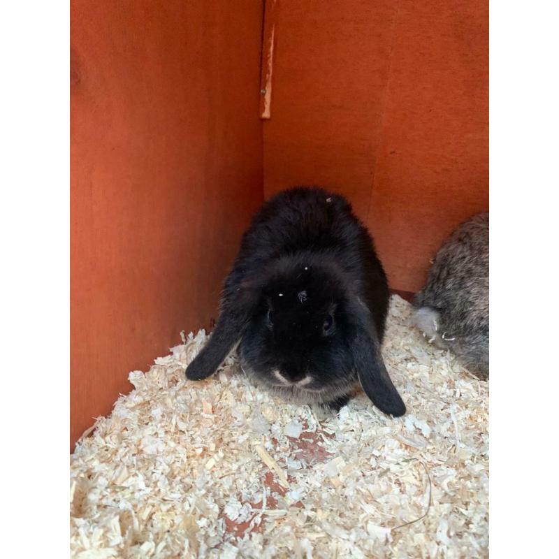 Mini Lops