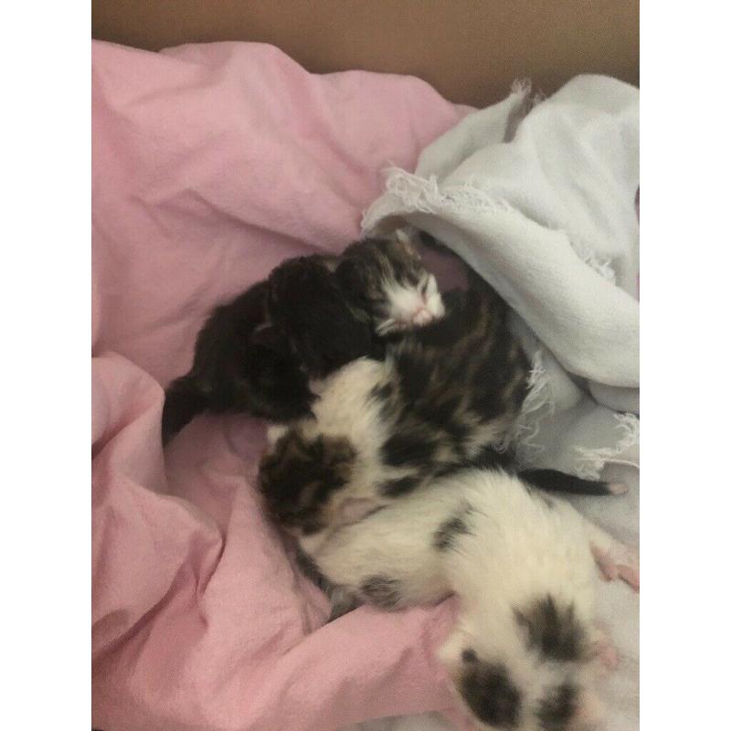 Beautiful kittens