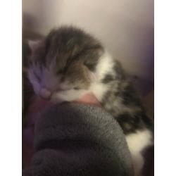 Beautiful kittens