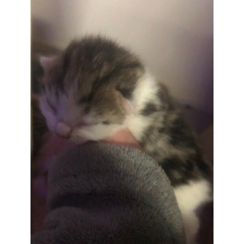 Beautiful kittens