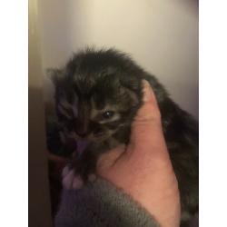 Beautiful kittens