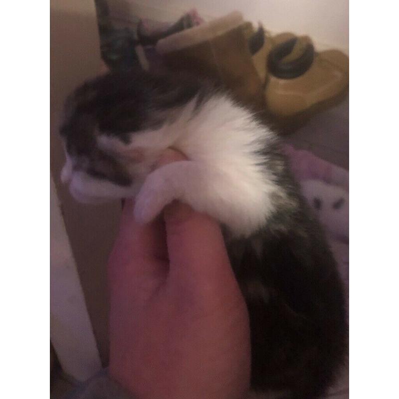 Beautiful kittens