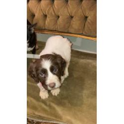 Cocker spaniel puppy