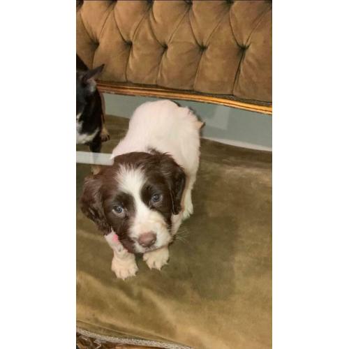 Cocker spaniel puppy
